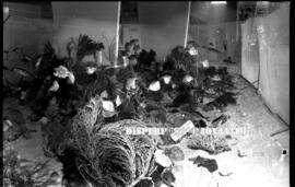 Stand pameran dari Maluku dan Irian Barat dalam CEFI (Center For Economical Fairs of Indonesia) d...