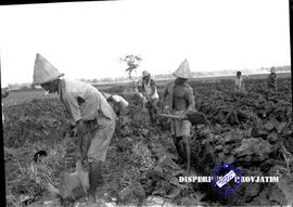 Mandor/sinder perkebunan sedang memeriksa dan memberikan pengarahan kepada petani dengan diantar ...
