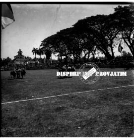 Terlihat dua pasang sapi kerapan nomor 28 dan 29 akan memasuki garis finish dalam lomba kerapan s...