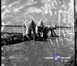 Perkebunan gula. Petani sedang menanam bibit