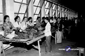 Pertembakauan di Jember, sedang memilah-milah daun tembakau tgl. 2-3-1958
