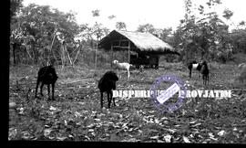 Ternak dan kandang kambing milik warga Gili Raja Kabupaten Sumenep, 14 – 7 – 1956