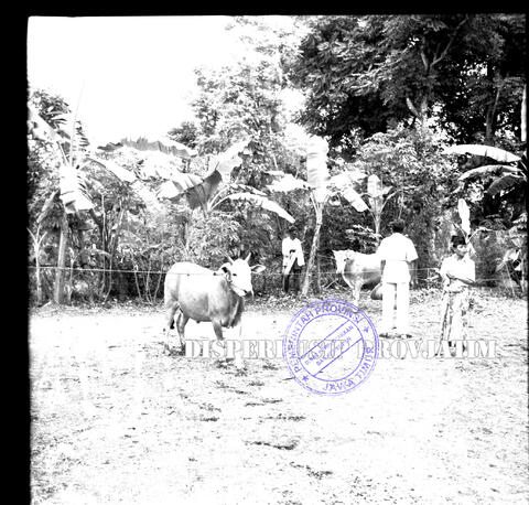 Original Objek Digital not accessible