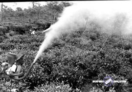Perkebunan teh Wonosari Lawang, tanggal 28-1-1957. Penyemprotan dikebun teh