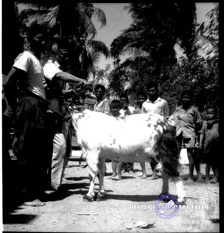 Original Digital object not accessible