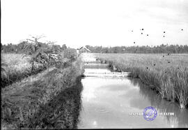 Perikanan darat Tulungagung : pemandangan disekitar kolam ikan. Tanggal 14 April 1959
