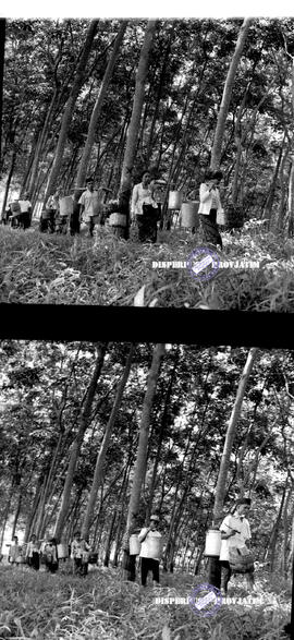 Angkatan XII Banjarsari Jember. Pengangkutan hasil getah karet, tgl. 9 Maret 1968