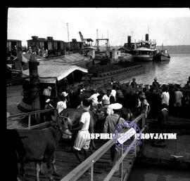 Proses bongkar muat pengiriman sapi madura di pelabuhan kamal untuk dikirim ke luar pulau madura, TT