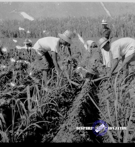 Original Objek Digital not accessible