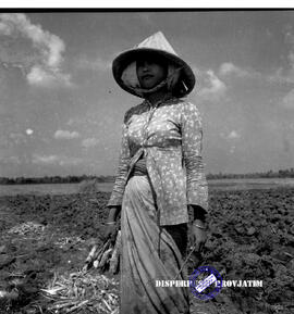 Perkebunan gula. Seorang pekerja perempuan sedang bersiap-siap untuk melakukan penanaman tebu.