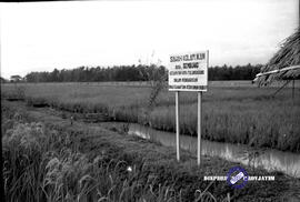 Perikanan darat Tulungagung : sawah kolam ikan Desa Sembung Kec. Kota Tulungagung. Tanggal 14 Apr...