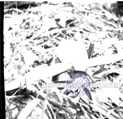 Original Objek Digital not accessible