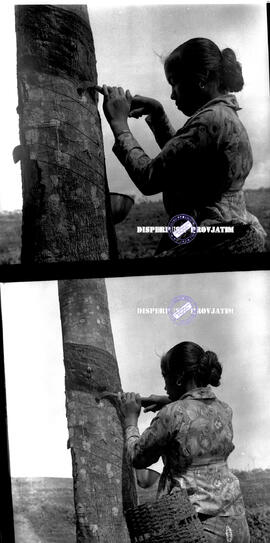 Angkatan XII Banjarsari Jember. Tampak perempuan sedang menderes pohon karet tahun 1968