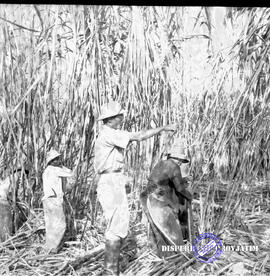 Pembangunan ke Djabung (Tumpang) Malang, kegiatan tanam tebu tgl. 23 Maret 1957.