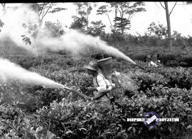 Perkebunan teh Wonosari Lawang, tanggal 28-1-1957. Penyemprotan dikebun teh