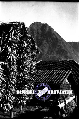 Jagung hasil panen yang digantung untuk dikeringkan didepan sebuah rumah seorang penduduk suku te...