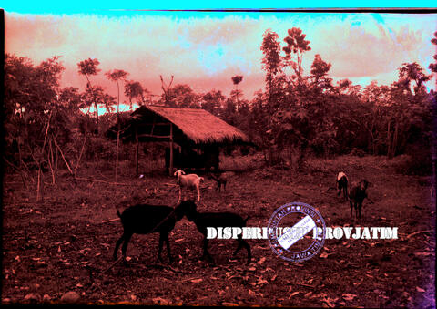 Original Digital object not accessible