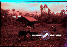 Ternak dan kandang kambing milik warga Gili Raja Kabupaten Sumenep, 14 – 7 – 1956