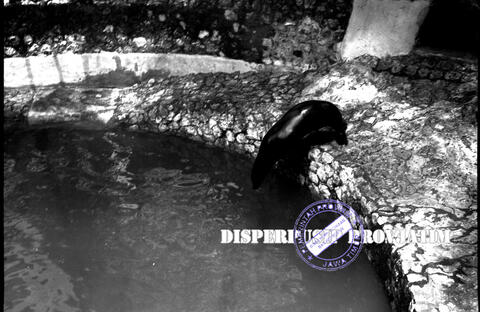 Original Digital object not accessible