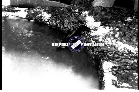 Original Digital object not accessible