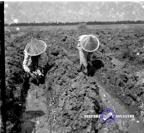 Original Objek Digital not accessible