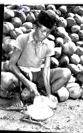 Perkebunan Kopra. Kelapa sedang dipersiapkan untuk dijadikan kopra di Banyuwangi. Tanggal 28 Janu...