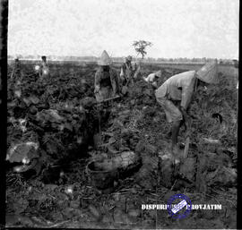 Petani sedang mencangkul tegalan tebu seorang mandor sedang mengawasi proses pengolahan perkebuna...