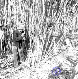 Pembangunan ke Djabung (Tumpang) Malang, tgl. 23 Maret 1957. Tanaman tebu Djabung Tumpang Malang