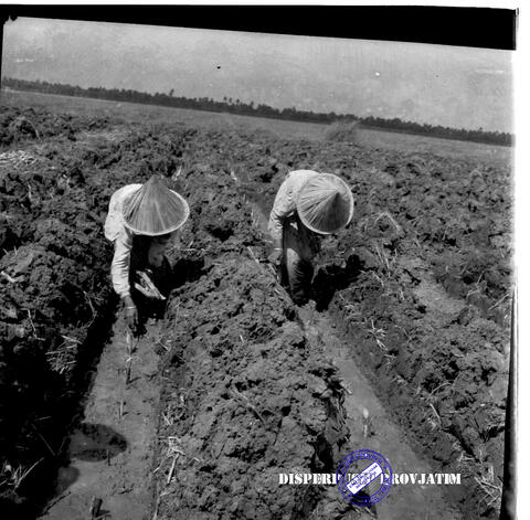 Original Objek Digital not accessible