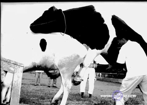 Original Digital object not accessible