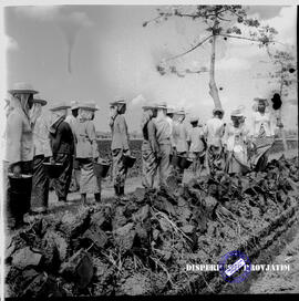 Perkebunan gula. Para petani bergegas pulang setelah menyelesaikan pekerjaan