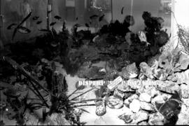 Stand pameran dari Maluku dan Irian Barat  berisikan produk hasil kekayaan laut seperti miniatur ...