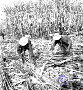 Pembangunan ke Djabung (Tumpang) Malang, tgl. 23 Maret 1957. Tanaman tebu Djabung Tumpang Malang