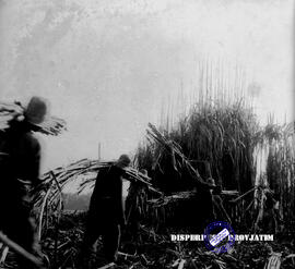 Pembangunan ke Djabung (Tumpang) Malang, tgl. 23 Maret 1957. Panen tebu di Djabung