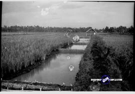 Perikanan darat Tulungagung : pemandangan disekitar kolam ikan. Tanggal 14 April 1959