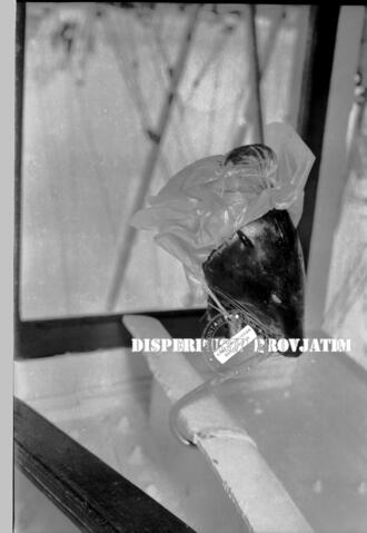 Original Objek Digital not accessible