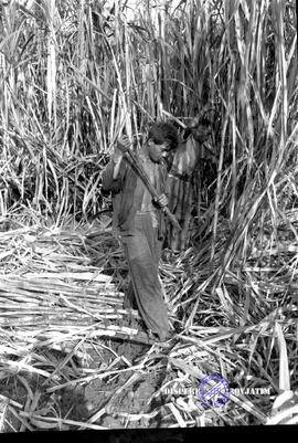 Perkebunan gula. Para petani sedang memotong tebu